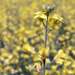Canada has sought bilateral consultations with China at the World Trade Organization over the canola dispute. | File photo