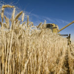 All-wheat production was forecast at 32.491 million tonnes by Statistics Canada, which would be up from both the August estimate of 31.251 million tonnes. and the year-ago level of 32.201 million tonnes. | File photo