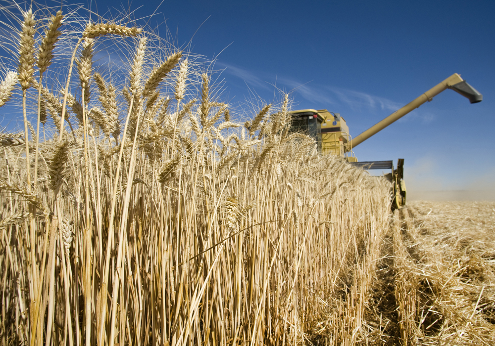 All-wheat production was forecast at 32.491 million tonnes by Statistics Canada, which would be up from both the August estimate of 31.251 million tonnes. and the year-ago level of 32.201 million tonnes. | File photo