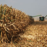 In the WASDE, the corn yield was lowered from 169.5 to 168.2 BPA. Trade expectations were between 162.0 to 169.6 BPA, with MarketsFarm at 168.0. | File photo