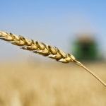 The USDA has now projected 765.53 million tonnes of wheat to be produced in 2019/20, according to the department's World Agriculture Supply and Demand Estimates (WASDE) released Sept. 12. That's down from the 768.10 million tonnes forecast in the August WASDE. | File photo