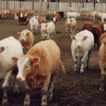 Stress can bring on diseases caused by H. somni, which is why the stress of weaning and then commingling and transportation to auction markets or even directly to the feedlots seems to bring it on.
| File photo