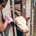 Calming a cow using the Easy Boss E