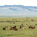 The short film, Guardians of the Grasslands, was shot at the Waldron Grazing Co-operative near Lundbreck, Alta. | Barb Glen photo
