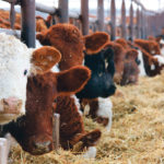 Backgrounding calves is especially important if they are weaned early. Earlier than normal weaning is one way producers can reduce feed needs for the cow herd. | File photo