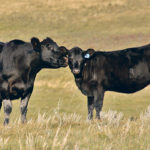 Five farm groups asked the Alberta government to form a cattle commission in 1969. | Paula Larson photo