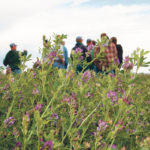 Researchers used alfalfa in their study because it’s a popular crop in Utah and is easily affected by salinity. | File photo