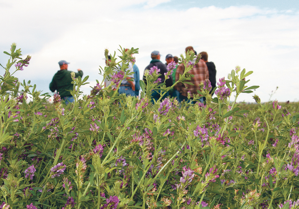 Researchers used alfalfa in their study because it’s a popular crop in Utah and is easily affected by salinity.  |  File photo
