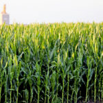 Corn growers in Alberta are hoping for a long autumn so crops can reach full maturity and feed value.
| File photo
