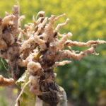 Provincial experts have discovered a new clubroot pathotype in southern Manitoba, which is more difficult to manage than familiar types of the disease.
| File photo