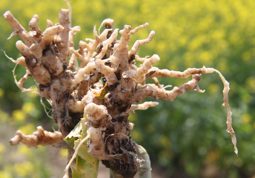 Provincial experts have discovered a new clubroot pathotype in southern Manitoba, which is more difficult to manage than familiar types of the disease.  | File photo