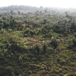 An aerial view shows cattle walking on a tract of the Amazon rainforest that has been cleared by loggers and farmers near the Virola-Jatoba Sustainable Development Project in Brazil’s Para state. | REUTERS/Nacho Doce photo