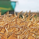 The recent bad weather that played havoc with prairie harvest didn’t do anything to move the markets higher. | Robin Booker photo