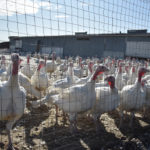 Animal activists who occupied a Fort Macleod, Alta., area turkey operation Sept. 2 should be charged to the full extent of the law.
| Barb Glen photo