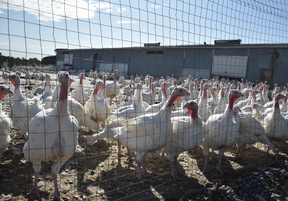 Animal activists who occupied a Fort Macleod, Alta., area turkey operation Sept. 2 should be charged to the full extent of the law.  | Barb Glen photo