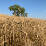 Drew Lerner, president of World Weather Inc., was originally forecasting a normal to early frost, which would have been devastating for this year’s late-seeded crops.
| Paul Yanko photo