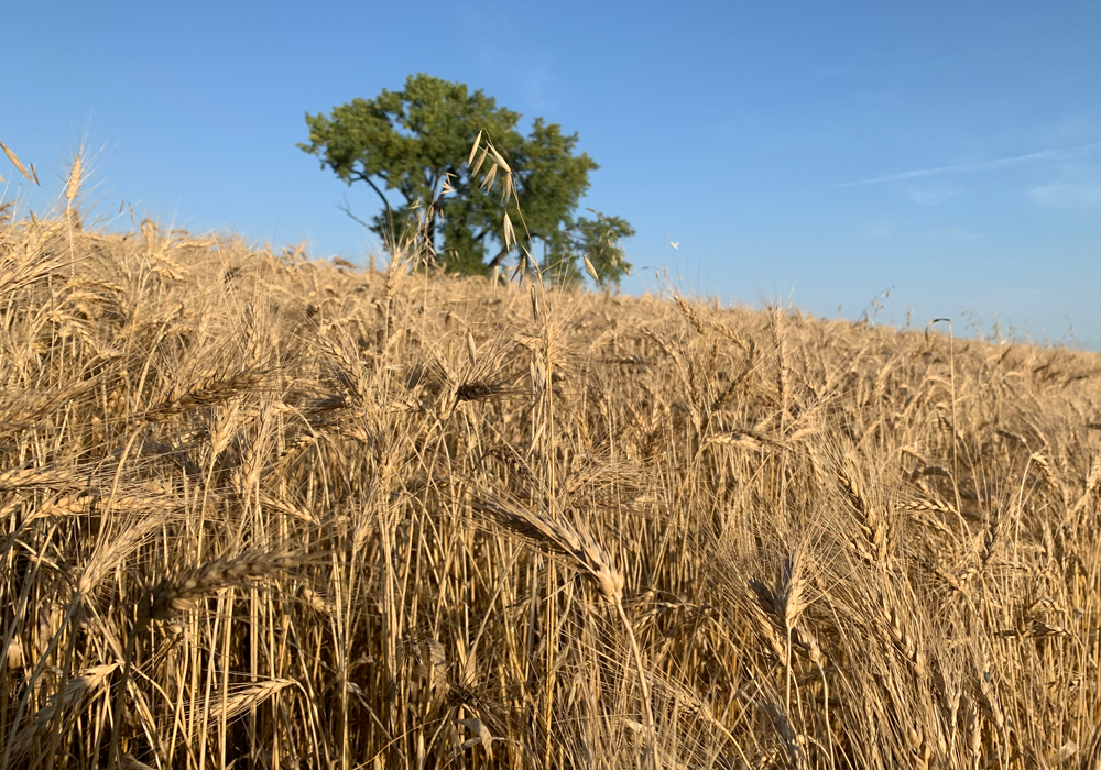 Drew Lerner, president of World Weather Inc., was originally forecasting a normal to early frost, which would have been devastating for this year’s late-seeded crops.  | Paul Yanko photo