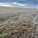 The rains were a further setback for growers whose crops were already two to three weeks behind normal development in many areas.
| Paul Yanko photo