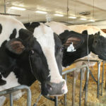 Some farm groups favour direct subsidies. The Canadian Pork Council and the Canadian Meat Council are seeking hundreds of millions of dollars in compensation.
The Western Canadian Wheat Growers Association said it is “shameful” that the federal government has doled out $1.75 billion to the supply management sector, saying it expects equal treatment.
| File photo