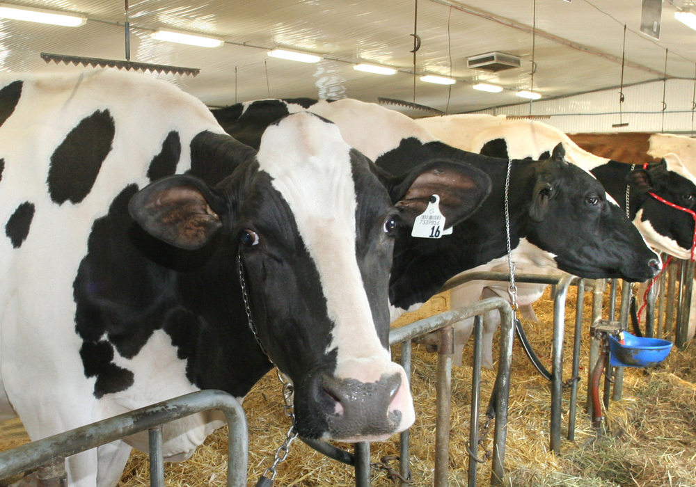 Some farm groups favour direct subsidies. The Canadian Pork Council and the Canadian Meat Council are seeking hundreds of millions of dollars in compensation.  The Western Canadian Wheat Growers Association said it is “shameful” that the federal government has doled out $1.75 billion to the supply management sector, saying it expects equal treatment.  | File photo