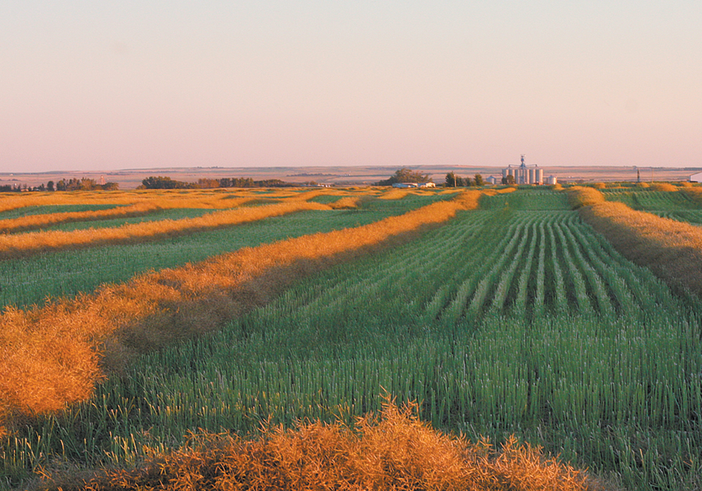 While warm and windy conditions allowed for a resumption of the harvest, the progress was slow with showers limiting activity. | File photo
