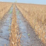 Frequent rains in September have recharged soil moisture in Manitoba, but wet crops and soggy fields have made for a difficult harvest season. | Twitter/@justinfriesen_ photo