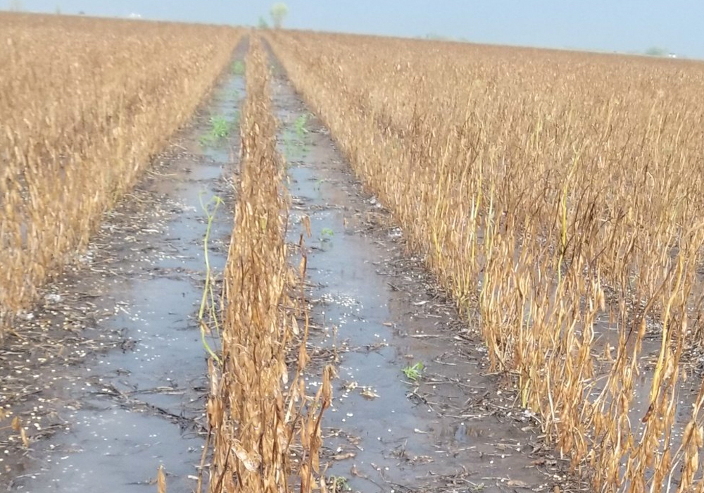 Frequent rains in September have recharged soil moisture in Manitoba, but wet crops and soggy fields have made for a difficult harvest season. | Twitter/@justinfriesen_ photo
