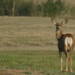 The Saskatchewan environment ministry, in partnership with the Saskatchewan Wildlife Federation, is promoting the CWD testing program throughout the province. | File photo