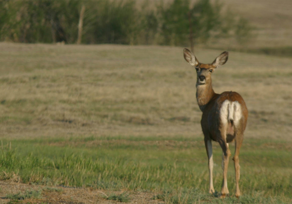 The Saskatchewan environment ministry, in partnership with the Saskatchewan Wildlife Federation, is promoting the CWD testing program throughout the province. | File photo