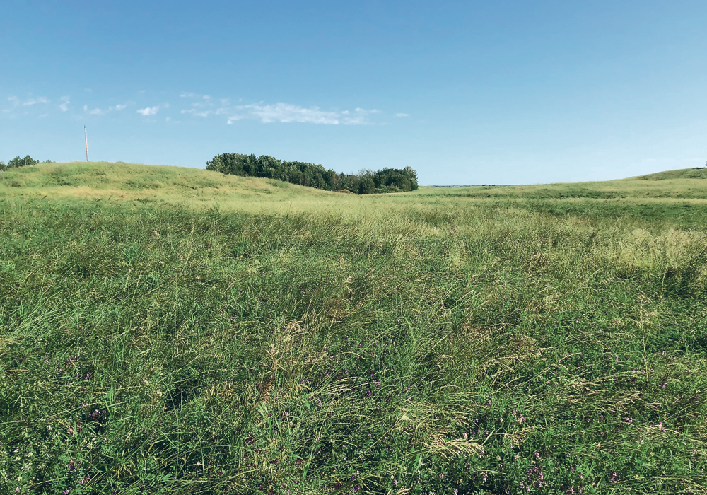 Ducks Unlimited Canada restored this land in the Kinsella, Alta. area, which is known as the Hogg project.  |  Ducks Unlimited Canada photo