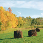 Producers should consider the cost of protein per tonne and the amount of protein in a given feed. Feed may be cheaper by the tonne but if it has less protein there is reduced benefit. | Jeanette Greaves photo