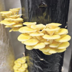 Golden oyster mushrooms are among the many varieties of gourmet mushrooms grown in Canada. | Barb Glen photo