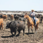 A project at the University of Nebraska Medical Center has looked at safety among migrant workers in feedlots. It found 90 percent of workers expect they will be injured within the next 12 months. | Athena Ramos photo