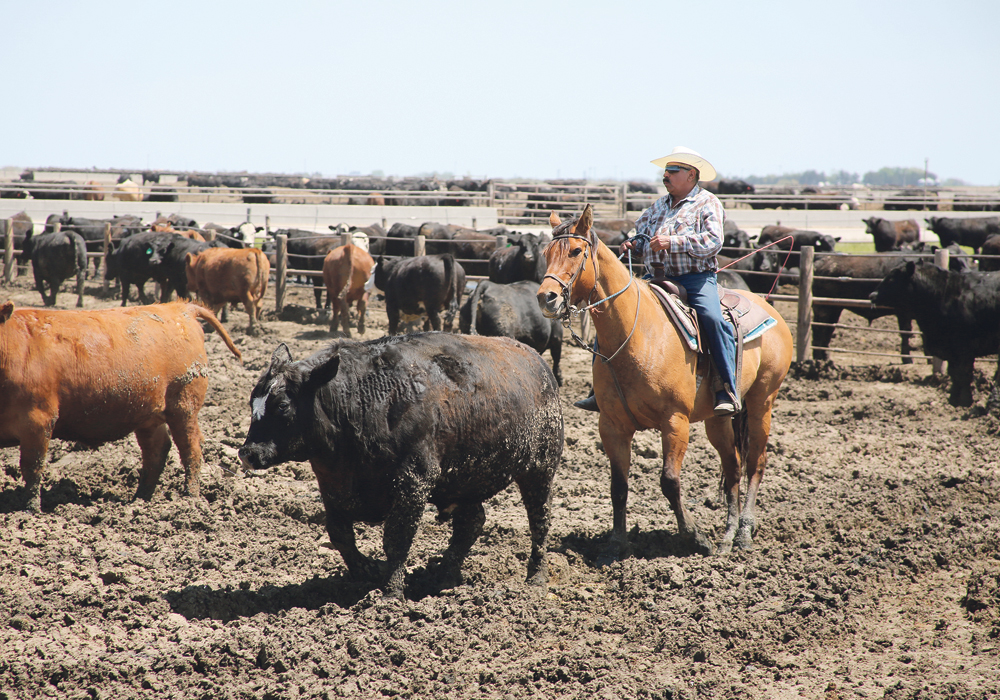A project at the University of Nebraska Medical Center has looked at safety among migrant workers in feedlots. It found 90 percent of workers expect they will be injured within the next 12 months.  |  Athena Ramos photo