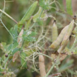 In Canada, the project will assist pea breeders in achieving specific breeding priorities, such as boosting pea protein levels, improving resistance to root rot and other diseases, enhancing standability and possibly improving the quality of proteins that can be extracted from field pea varieties. | File photo