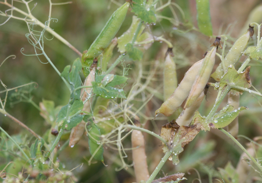 In Canada, the project will assist pea breeders in achieving specific breeding priorities, such as boosting pea protein levels, improving resistance to root rot and other diseases, enhancing standability and possibly improving the quality of proteins that can be extracted from field pea varieties. | File photo