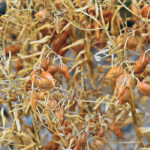 A potential shortage of top quality lentils may cause marketing challenges but also potential opportunities. | File photo