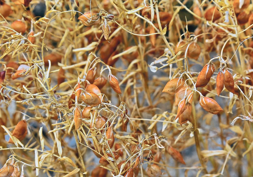 A potential shortage of top quality lentils may cause marketing challenges but also potential opportunities.  |  File photo