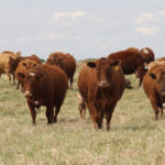 The Greens say that agriculture in Canada has moved from family owned mixed farms to industrial production and that the resulting crops and livestock are produced in quantity and for export, not quality and nutrition. | File photo
