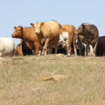 Hundreds of cattle producers in parts of Manitoba, particularly the region between Riding Mountain and Lake Manitoba, the area north of Ste. Rose du Lac and the Interlake region, are struggling with a severe shortage of feed. | File photo
