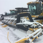 An early blast of snow and cold temperatures across the Canadian Prairies has delayed harvest operations for a mustard crop that was already running behind normal, with quality downgrades expected for any mustard still in the field. | File photo
