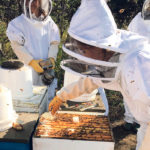 Final year veterinary students examine beehives as part of a national ecosystem health rotation. | Aron Nichols photo