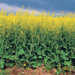 Montana farmers seeded 20,000 acres of winter canola this year, but some producers and crop advisers expect acres to increase 10-fold. | File photo