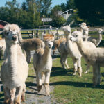 Alpacas at Kensington Prairie Farm are maintained for their fine fleece. All are registered animals. | Barbara Duckworth photo