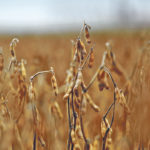 Soybean cyst nematode cysts were found in Manitoba soil samples in 2017 and on soybean plants in commercial fields this summer. | File photo