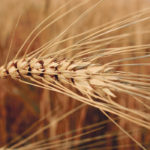 Bad harvest weather is playing havoc with durum quality this fall. | File photo