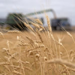 Wheat bids in Western Canada were mixed for the week ended Oct. 3. There were losses in Canadian Western Red Spring Wheat (CWRS) and Canada Prairie Red Spring (CPRS), while Canadian Western Amber Durum (CWAD) saw gains. | File photo