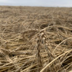 Late seeding and persistent late-summer rains have inflicted serious quality damage on much of this year’s barley crop.
| Paul Yanko photo