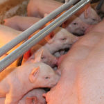 California was sued on Friday by the largest U.S. trade group for meat packers and processors, which wants to block enforcement of a voter-approved measure requiring farmers to provide more space for animals being raised for food. | Twitter/@MeatInstitute photo