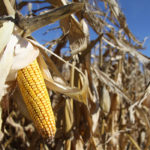 Corn futures saw the largest immediate reaction at the Chicago Board of Trade, as average yields were unexpectedly raised to 168.4 bushels per acre from 168.2 bu/ac in the September World Agriculture Supply and Demand Estimates (WASDE) report. | File photo